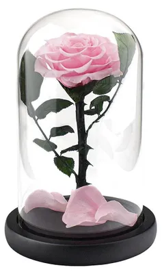 Produktbild von Große Rose im Glasglocke - Rosa