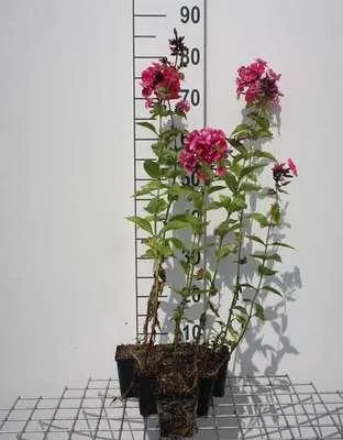 Image de 6 x Phlox (p) 'Tenor' - Flammenblume - Topf 9 x 9 cm