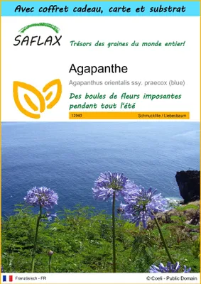 Image de SAFLAX Ensemble-cadeau - Agapanthe - 50 graines - Agapanthus