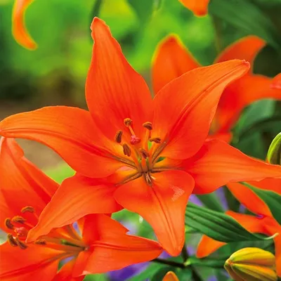 Image de Lis Bulbes de fleurs Bulbes de fleurs Lis asiatique Ton orange 1 pc.