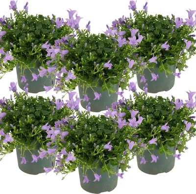 Produktbild von 6er-Set - Campanula Ambella Lavender - Glockenblume - Bodendecker - Gartenpflanzen - Winterhart - Tierfreundlich - 10-20 cm Hoch - Topf 10,5 cm