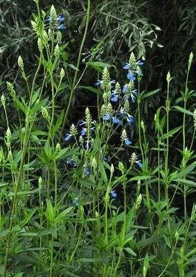 Produktbild von 6 x  Salvia uliginosa 'African Skies' - Sternmoos - Topf 9 x 9 cm