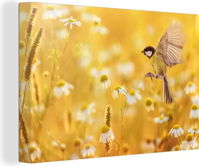 Produktbild von OneMillionCanvasses® - Leinwandbilder - 140x90 cm, Vogel - Kohlmeise - Blumen - Gänseblümchen, Wandbilder Kunstdruck Wanddekoration - Foto auf Leinwand - Gemälde auf Holzrahmen