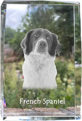 Produktbild von Französischer Spaniel, Epagneul Français - Kristall mit einem Hundebild, Bild im Glas, moderne Ausstellung des Art-Dog-Bildes.
