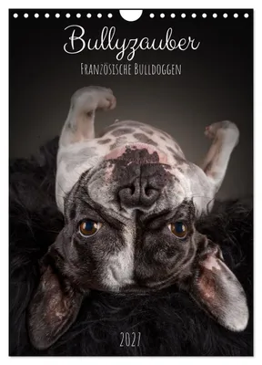 Produktbild von Bullyzauber - Französische Bulldoggen (Wandkalender 2027 DIN A4 hoch), CALVENDO Monatskalender