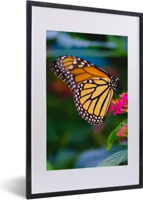 Produktbild von MuchoWow® Gerahmtes Poster Schmetterlinge - Blume - Natur 40x60 cm - Poster mit Schwarzem Bilderrahmen Wandposter Rahmen Foto Bilder - Poster in Rahmen