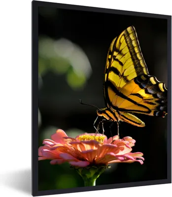 Produktbild von MuchoWow® Gerahmtes Poster Schmetterling - Botanisch - Blume 60x80 cm - Poster mit Schwarzem Bilderrahmen Wandposter Rahmen Foto Bilder - Premium - Wanddeko Wohnzimmer