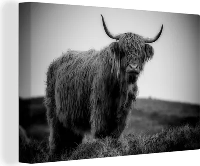 Produktbild von OneMillionCanvasses® - Leinwandbilder - 140x90 cm, Schottisches Hochlandrind in den schottischen Highlands - schwarz und weiß, Wandbilder Kunstdruck Wanddekoration
