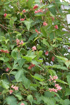 Produktbild von Neillia affinis, Zierstrauch, rosa Blüten, 60–80 cm