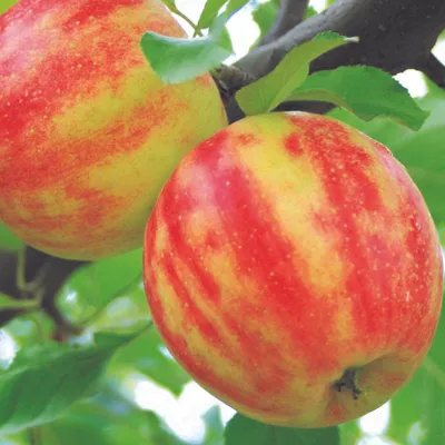 Two apples on a tree branch with green leaves.