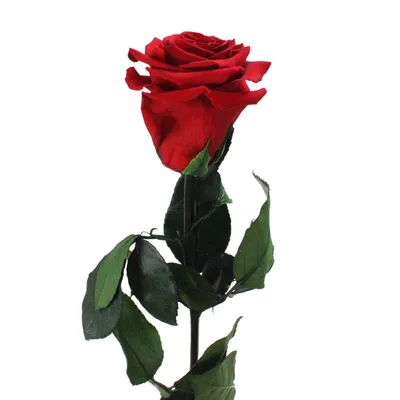 Produktbild von Infinity ewige Rose XL Stiel 30cm konserviert stabilisiert haltbar langstielig Rot (red02)
