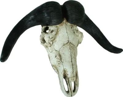 Produktbild von Dekogeweih >Büffel< in natur aus Polyresin - 21x66x49cm (LxBxH)