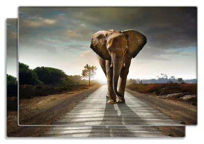 Produktbild von Wallario Frühstücksbrettchen 2er Set aus Glas, je 20 x 30 cm, mit rutschfesten Füßen, Motiv Elefant bei Sonnenaufgang in Afrika