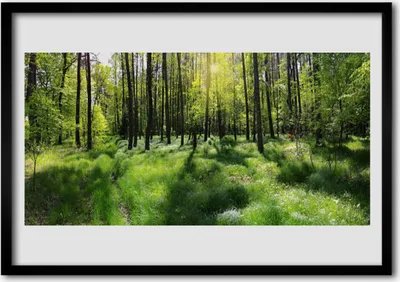 Produktbild von Bild 70x50 MDF-Rahmen Wandkunst Wald Gras Natur Pflanze