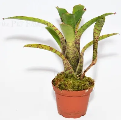 Produktbild von Neoregelia tigrina