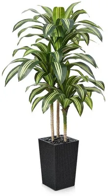 Zdjęcie produktu dla Sztuczna roślina, 150 cm, czarna, z 57 liśćmi