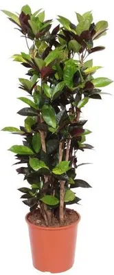 Image de Codiaeum Iceton - Plante d'intérieur de 140cm - Croton aux couleurs vives et au