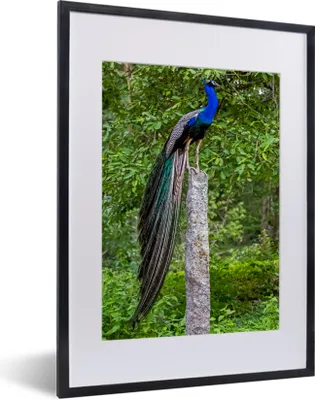Produktbild von MuchoWow® MuchoWow® Gerahmtes Poster Pfau - Wald - Zweig 30x40 cm - Poster mit zchwarzem Bilderrahmen - Wandposter Schlafzimmer