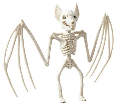 Fledermausskelett 29 cm Halloween Deko Skelett Tier
