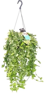 Obrázek produktu pro Gardners Tradescantia Yellow hill, průměr 17 cm