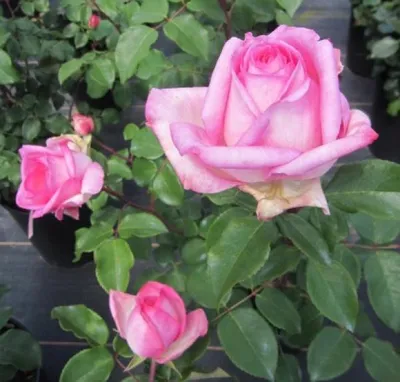 Produktbild von Rosa Beverly ® - Edelrose Beverly ® - Kordes Rose