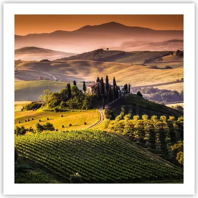 Produktbild von Poster - Poster ohne Rahmen - Landwirtschaft Bauernhof Toskana Weinberg - 60x60 cm - Wand Bild - Wanddeko - Wandbilder - Kunstposter - Wandposter - Bilder - Kunstdruck - Wandbild - P2XAC60x60-2465