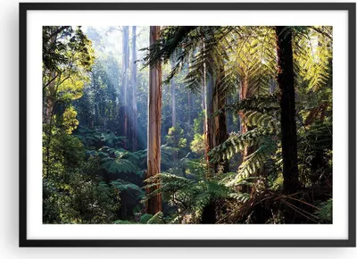 Produktbild von Gerahmtes Poster - Schwarzer Rahmen - Morgendämmerung Bäume Wald - 70x50 cm - Wand Bild - Wanddeko - Wandbilder - Kunstposter - Wandposter - Bilderrahmen - Bilder - Kunstdruck - P2BAA70x50-4403