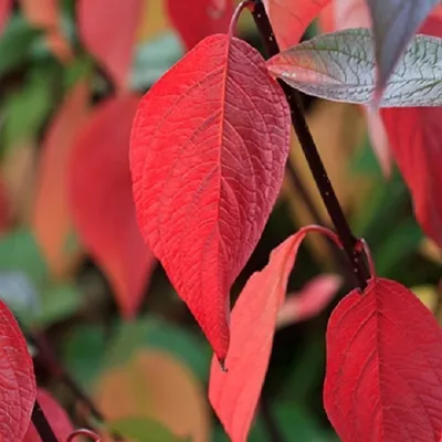 Produktbild von 2 x Weißer Hartriegel - Cornus alba 'Kesselringii' - 60-80 cm in Container