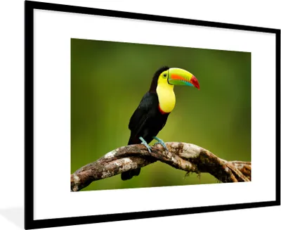 Produktbild von MuchoWow® Gerahmtes Poster Vogel - Tukan - Regenbogen - Grün - Zweig 90x60 cm - Poster mit Schwarzem Bilderrahmen Wandposter Rahmen Foto Bilder - Wanddekoration - Fotos