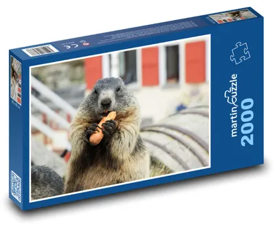 Zdjęcie produktu dla Puzzle 2000 Świstak z marchewką - martinpuzzle