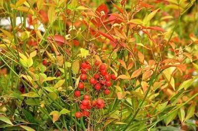 Zdjęcie produktu dla Nandina domestica - Nandina domestica 60-80 cm - Pojemnik