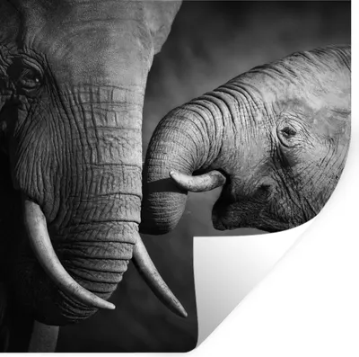 Produktbild von MuchoWow® Wandtattoo Wandsticker Wandaufkleber Wildtiere - Elefant - Schwarz - Weiß - Porträt 50x50 cm Selbstklebend und Repositionierbar - Selbstklebend - Fototapeten