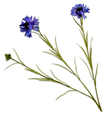 Produktbild von Kunstblume Kornblumenzweig aus Seide, blau-hellblau, 65 cm, 2 Stück