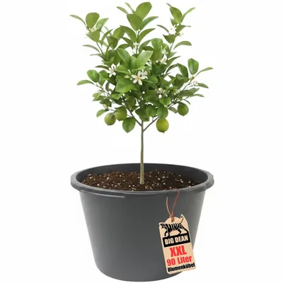 Image de Bac à fleurs BigDean XXL 90 litres, 43 cm de hauteur, 63 cm de diamètre. Fabriqué en Europe