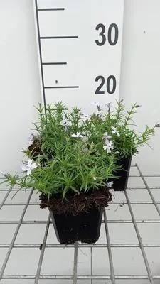 Obrázek produktu pro 6 x Phlox (s) 'G.f. Wilson' - Flammenblume - Topf 9 x 9 cm
