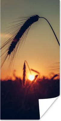 Produktbild von MuchoWow® Poster Gras - Herbst - Sonnenuntergang - Jahreszeiten - Landschaft 20x40 cm - Plakat - Foto