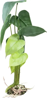 Produktbild von Terra Della Terrarienpflanze Monstera grün, Größe: L