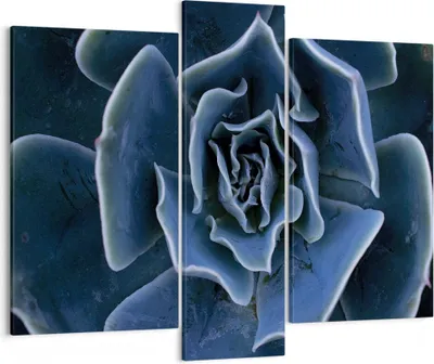 Produktbild von Bild auf Leinwand - Leinwandbild - 3 Teile - Blau Kaktus Blume - 95x80cm - Wand Bild - Wanddeko - Wandbilder - Leinwanddruck - Bilder - Wanddekoration - Leinwand bilder - Wandbild - CB95x80-5008