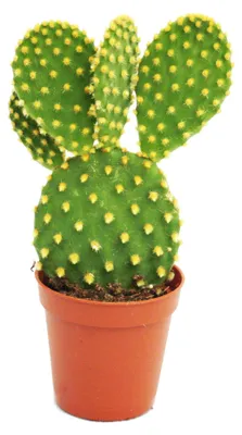 Produktbild von Opuntia microdasys – gelber Stachelkaktus – in einem 8,5-cm-Topf