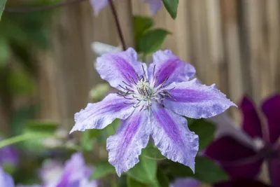 Produktbild von Clematis 'Girenas', Waldrebe, violett, 80–100 cm