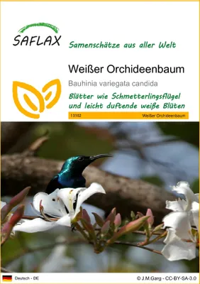 Produktbild von SAFLAX - Weißer Orchideenbaum - 5 Samen - Bauhinia variegata candida
