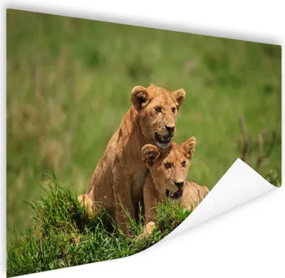 Produktbild von MuchoWow® Poster Löwen - Jagd - Natur 90x60 cm - Schlafzimmer