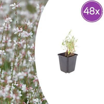 Produktbild von Gaura lindheimeri – Schönheitsschimmer – 9 cm Topf – 10-25 cm – Set mit 48 Pflanzen