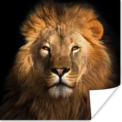 Produktbild von MuchoWow® Poster Löwe - Tiere - Schwarz - Hell - Braun - Porträt 100x100 cm - Babyzimmer