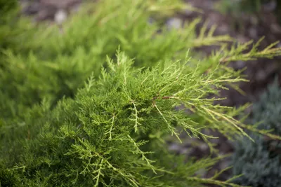 Produktbild von Juniperus media 'Gold Coast', Wacholder, goldgelb, 20–25 cm