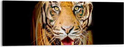 Produktbild von Bild auf Leinwand - Leinwandbild - tiger tier - 150x50cm - Wand Bild - Wanddeko - Wandbilder - Leinwanddruck - Bilder - Kunstdruck - Wanddekoration - Leinwand bilder - Wandkunst - CA150x50-4103