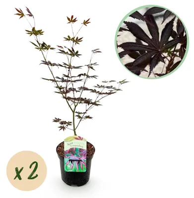 Immagine prodotto di Acer palmatum "Trompenburg" - acero palmatum giapponese - deciduo - vaso da 19 cm - 70 cm - confezione da 2 - viola