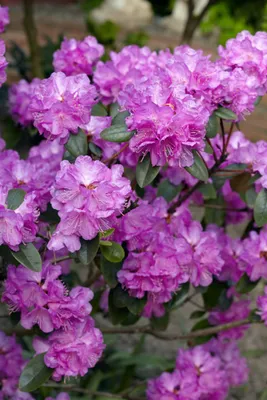 Produktbild von Rhododendron carolinianum 'P.J.Mezitt', rosa Blüten, 20–25 cm
