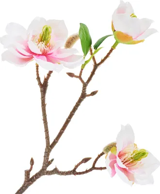 Produktbild von DPI Magnolienzweig mit 3 Blüten
