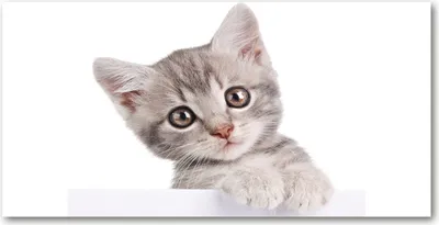 Produktbild von Tulup® Glas-Bild - 100x50 -Wandkunst - Wandbild hinter gehärtetem Sicherheitsglas  - Tiere - Graue Katze - Grau
